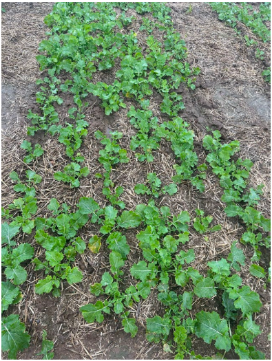 Rows of small green seedlings growing in a garden bed with bare soil between them