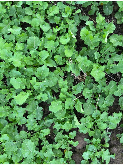 Dense green leafy ground cover filling the frame
