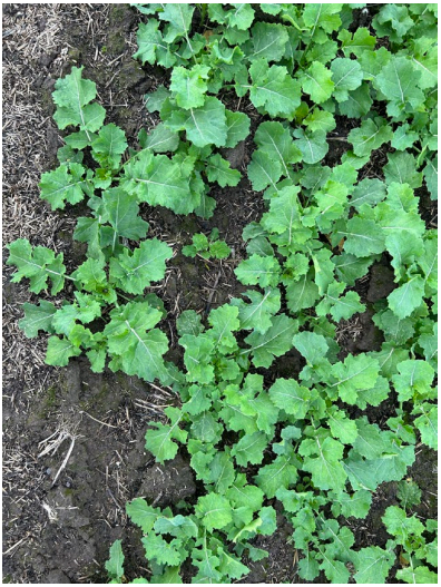 Green leafy ground cover growing on dark soil, with patches of exposed earth between plants.