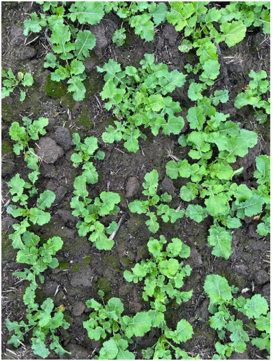 Green seedlings sprouting in dark soil, viewed from above.
