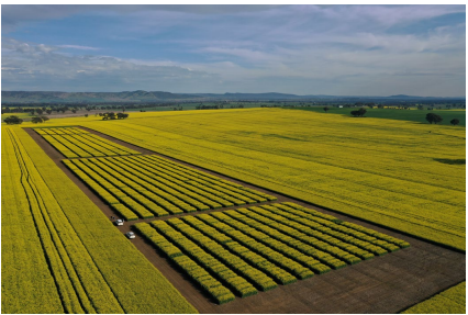 Aerial view of yellow crop fields with dark rows under a cloudy sky