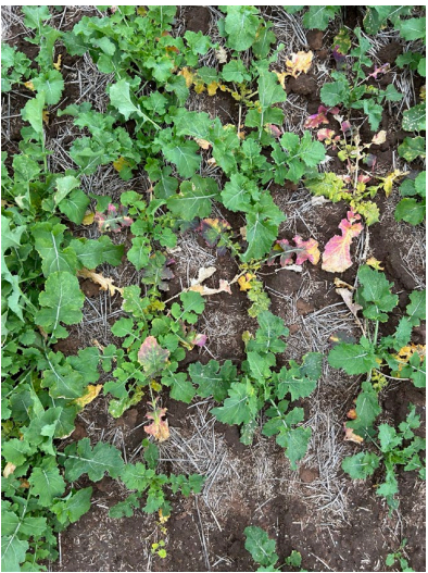 Green leafy plants spread across soil and dry brown grass.