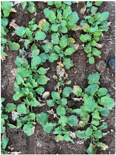 Small green seedlings sprouting in rows from dark soil