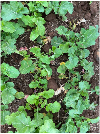 Green leafy plants growing in a garden bed with dark soil visible between them