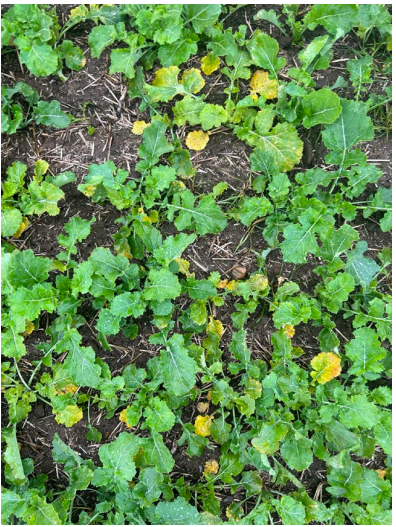 Green ground cover leaves with a few yellowing spots growing over soil and mulch