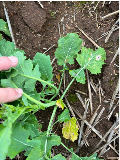 Hand holding a green leafy plant sprouting from soil with straw mulch