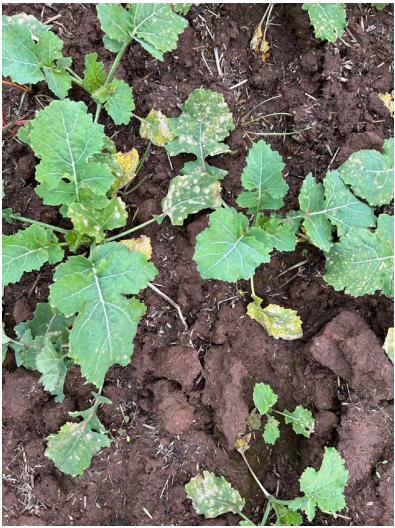 Green leafy seedlings growing in dark soil with scattered weeds