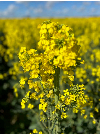 Yellow flowers in a blooming field under a blue sky, with shallow focus.