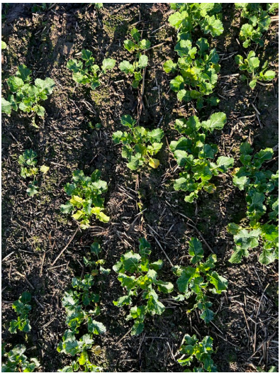 Small green plants sprouting from dark, rocky soil in a close-up outdoor scene
