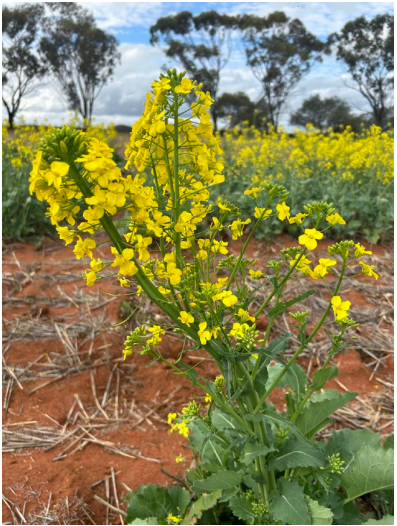 Yellow wildflowers blooming in a red dirt field with trees in the background
