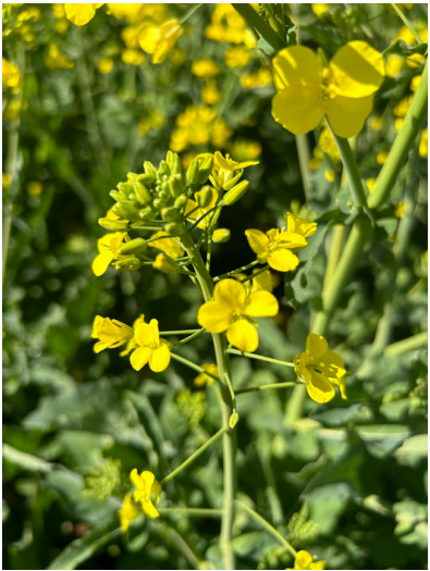 Yellow wildflowers blooming in a sunlit green field