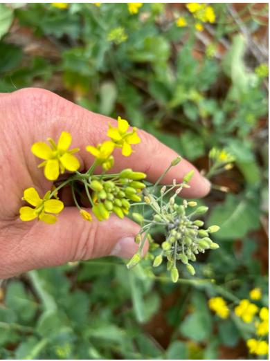 Hand holding a sprig of tiny yellow flowers and green buds against a leafy background