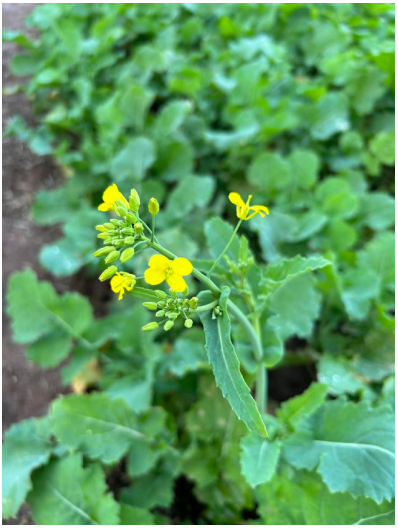 Yellow wildflowers with green leaves growing in a leafy garden background