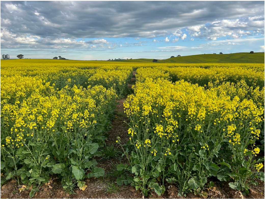 Yellow wildflowers bloom across a green field under a cloudy blue sky.
