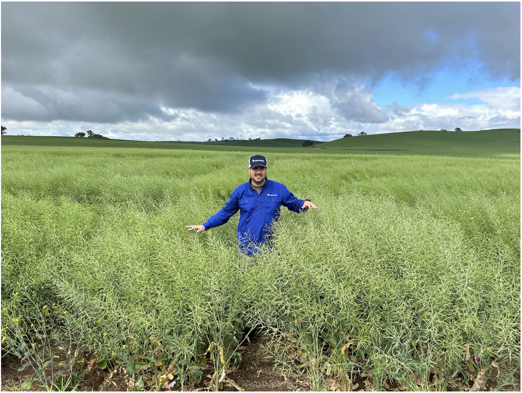 Person in blue standing in a green crop field under a cloudy sky