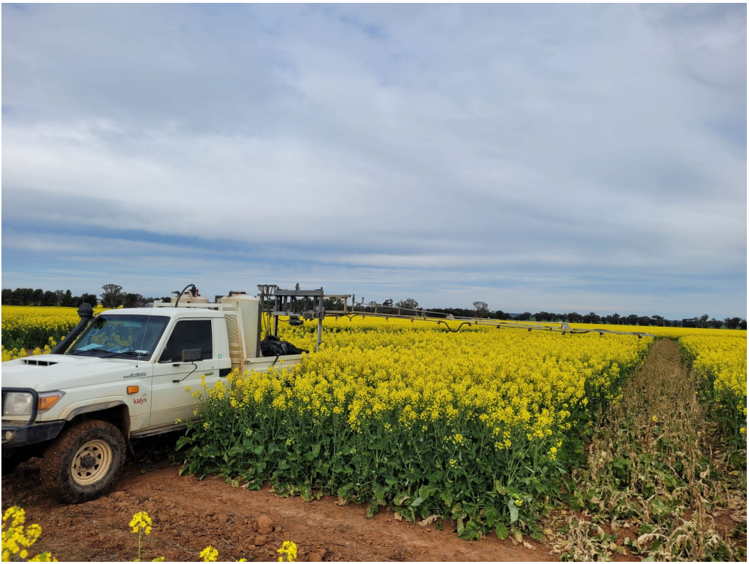 White utility truck beside a bright yellow flowering field under a cloudy sky