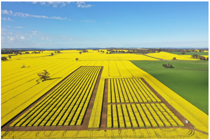 Aerial view of bright yellow canola fields with long green rows under a blue sky