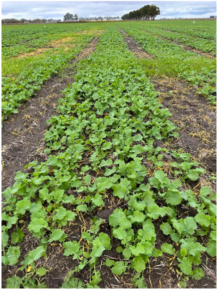 Green crop rows in a muddy field under a cloudy sky, stretching toward trees on the horizon.