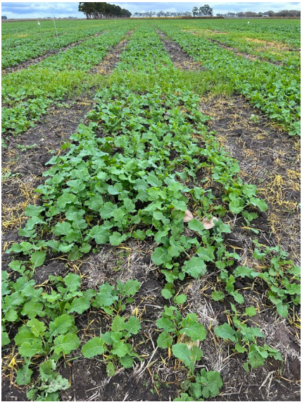 Rows of green crops growing in a muddy field under a cloudy sky.