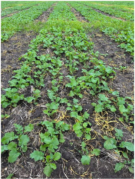 Rows of young green crops growing in dark soil on a farm field