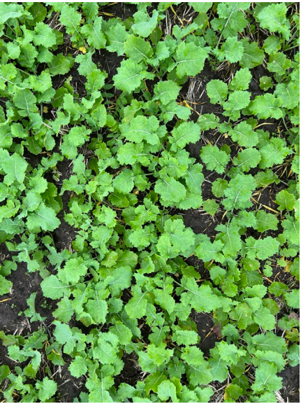 Dense patch of bright green leafy ground cover over dark soil