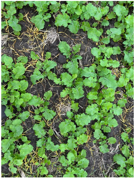 Green leafy ground cover growing over dark soil and dried grass
