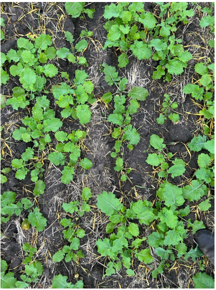 Green seedlings sprouting in dark soil, forming a dense patch of young plants.