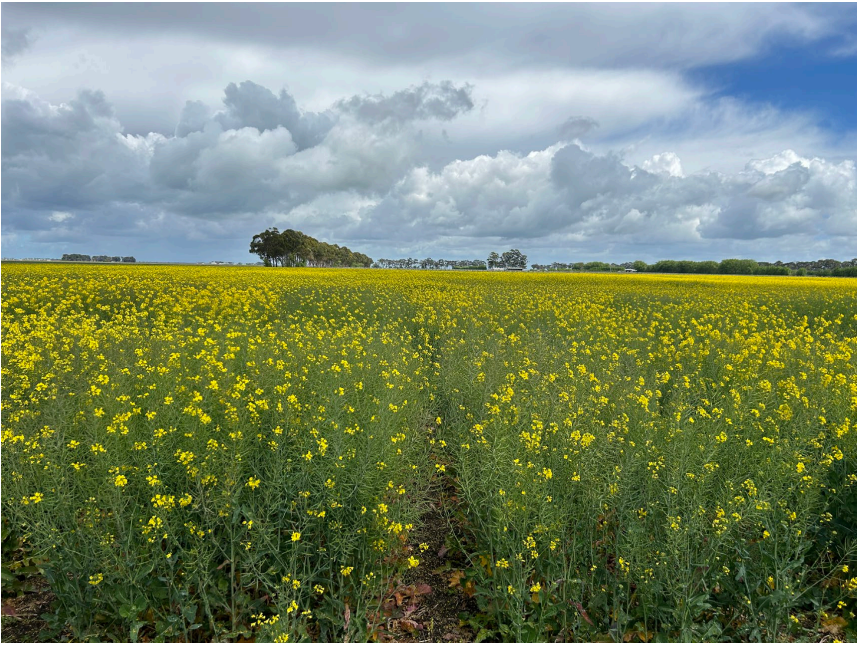 Yellow wildflower field under a cloudy blue sky with a distant tree line