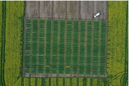 Aerial view of a green crop field with a brown strip and a small white vehicle near the top right.
