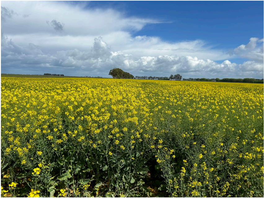 Yellow flowering field under a blue sky with clouds and a distant tree line