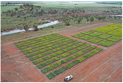 Aerial view of green crop plots in neat rows beside a dirt road and a small white vehicle.