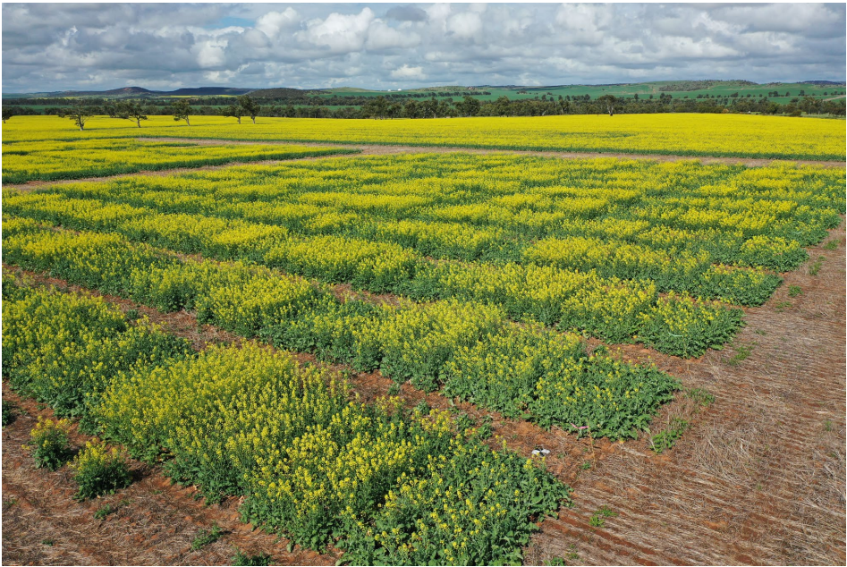 Yellow flowering crop rows in a rural field under a cloudy sky