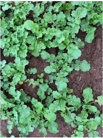 Green leafy ground cover growing over dark soil