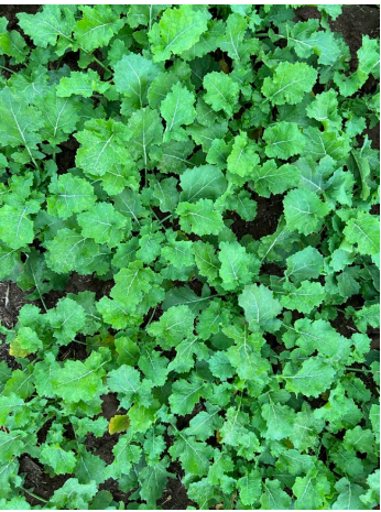 Dense patch of bright green leafy ground cover filling the frame