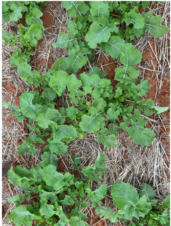 Green leafy weeds growing in dry straw-covered ground
