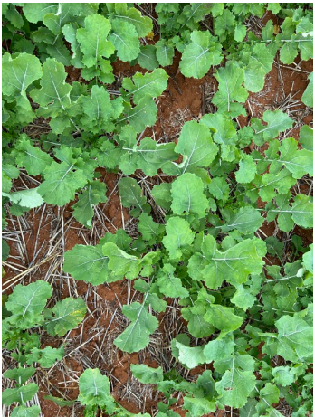 Green leafy plants growing densely over brown soil and pine needles