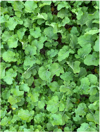 Dense bed of lush green leafy ground cover filling the frame.
