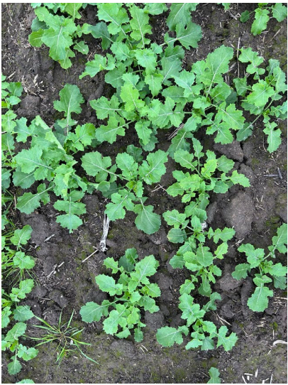 Young green seedlings sprouting in dark soil