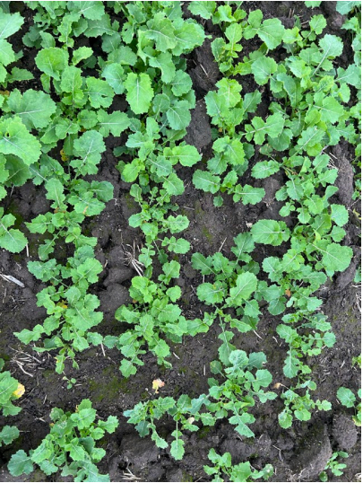 Green seedlings sprouting in rows in dark soil, viewed from above