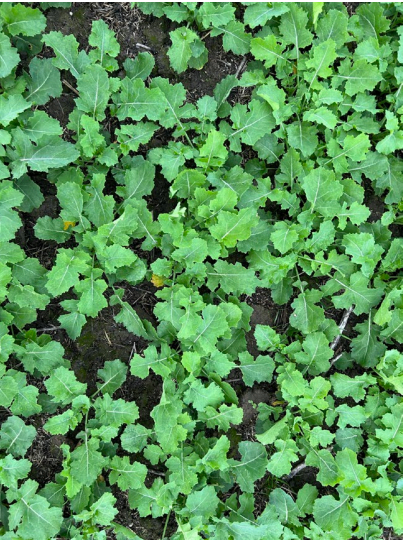 Dense green leafy ground cover filling the frame