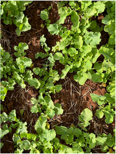 Green seedlings growing in dark mulch, viewed from above