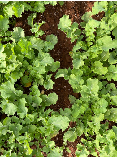 Green leafy plants growing in rows in brown soil, viewed from above