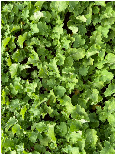 Dense cluster of fresh green leafy plants filling the frame