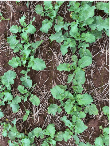Green leafy weeds growing through dry brown straw on bare soil.