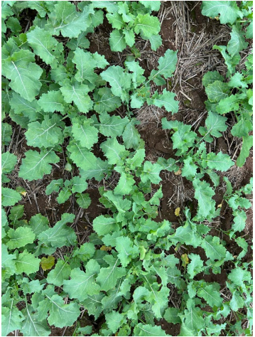 Green leafy plants growing densely over dark soil and dried grass