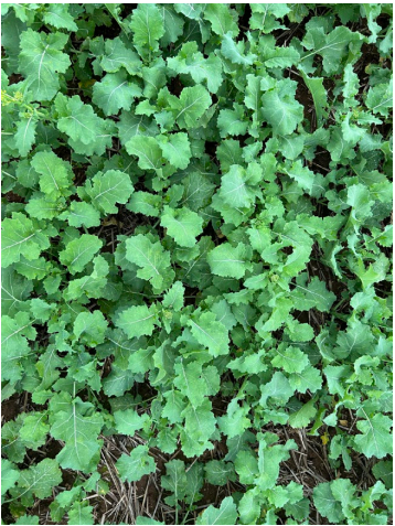 Dense patch of bright green leafy groundcover filling the frame