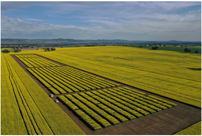 Aerial view of yellow crop fields divided by dark soil rows under a blue sky