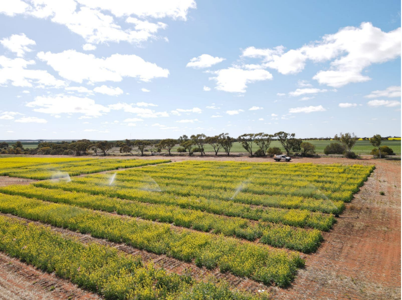Aerial view of irrigated crop rows in a field under a partly cloudy sky
