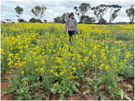 Person standing in a field of yellow flowers with trees in the background