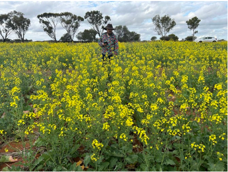 Person standing in a field of yellow flowers under a cloudy sky